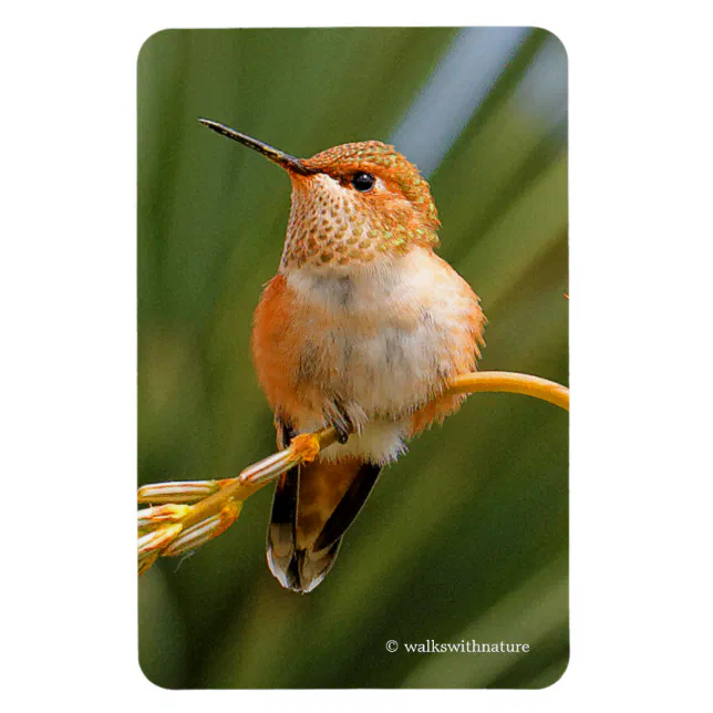 Cute Rufous Hummingbird Perched on Flower Magnet