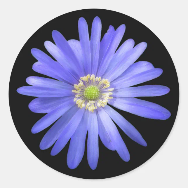 Elegant Blue Anemone Flower Classic Round Sticker