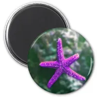 One Purple Starfish Rocky Beach Magnet