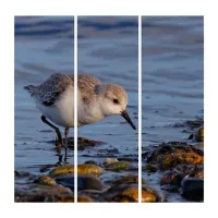 Sanderling Shorebird Sandpiper Strolling the Beach Triptych