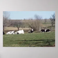 Cows Resting in the Fields Poster