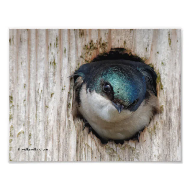 Tree Swallow, New Nestbox Owner Photo Print