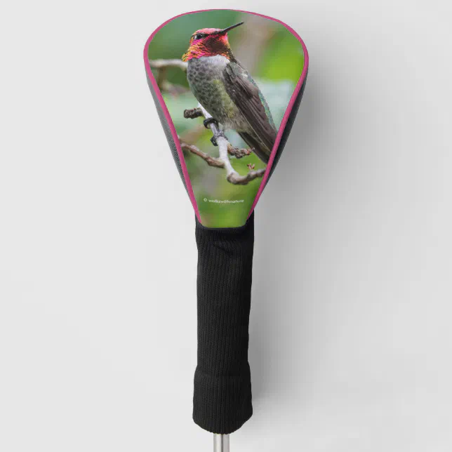 Male Anna's Hummingbird on the Plum Tree Golf Head Cover