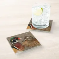 Beautiful Touching Moment Between Wood Ducks Glass Coaster