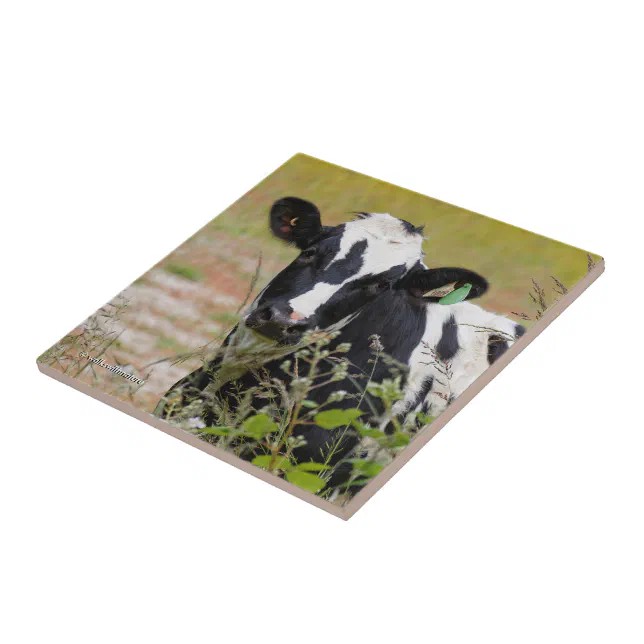 Holy Cow! It's a Holstein Friesian! Ceramic Tile