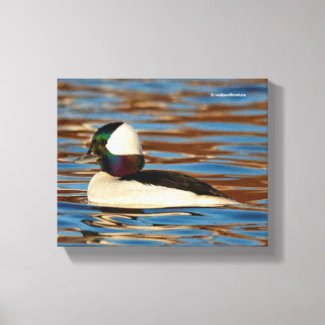 Male Bufflehead in the Afternoon Sun Canvas Print