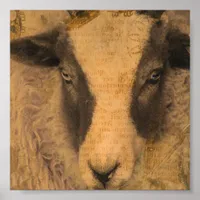 Amy a Jacob Ewe Poster