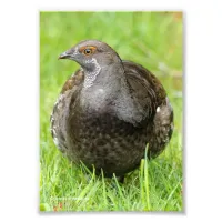 Beautiful Sooty Grouse in the Grass Photo Print