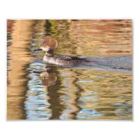 Female Merganser Duck Swims by in Calm Water Photo Print