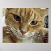 Orange Tabby Cat Poster