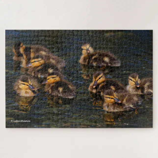 Floating Living Corks: 9 Cute Mallard Ducklings Jigsaw Puzzle