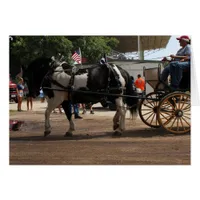 Pinto Draft Horse 2018 Mt. Pleasant, Iowa