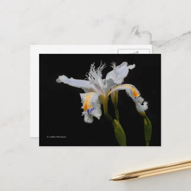 Elegant Floral Crested Iris Shaga Postcard