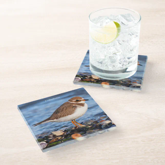 Cute Semipalmated Plover Shorebird on Winter Beach Glass Coaster