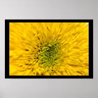 Teddy Bear Sunflower Blossom Poster