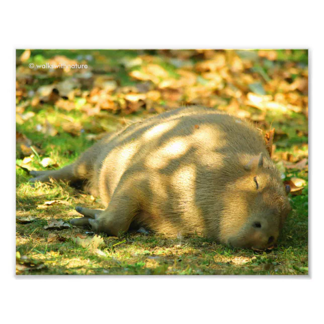 A Cute Capybara Dreams in the Summer Sun Photo Print