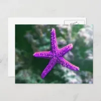 One Purple Starfish On Beach Postcard