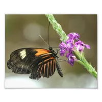 Butterfly Close-up on Verbena Flower Photo Print