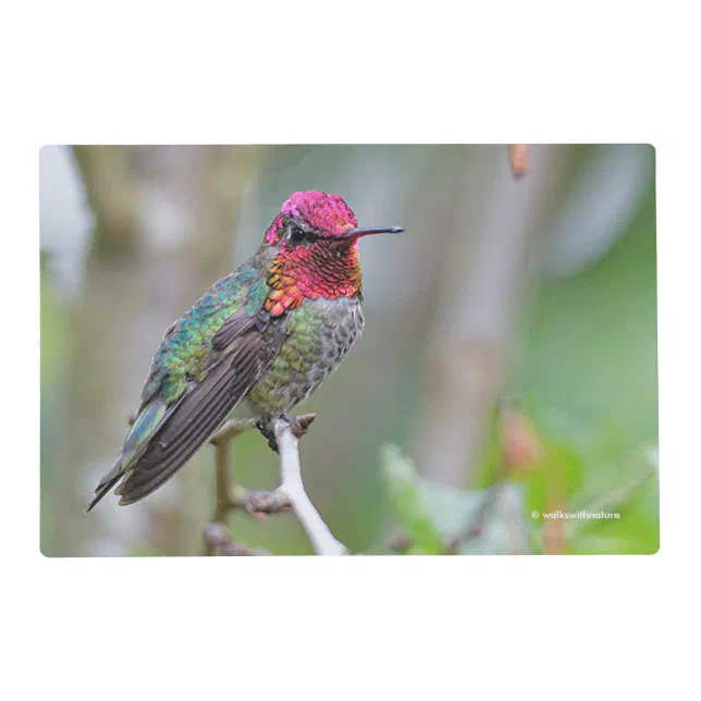 Stunning Male Anna's Hummingbird on the Plum Tree Placemat