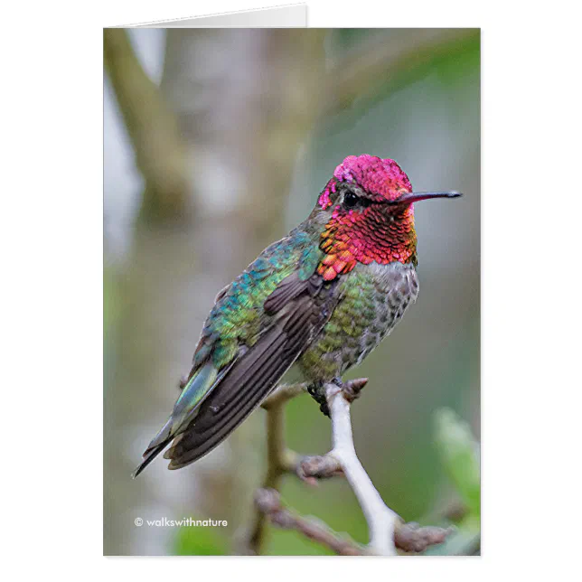 Stunning Anna's Hummingbird on Plum Tree Greeting
