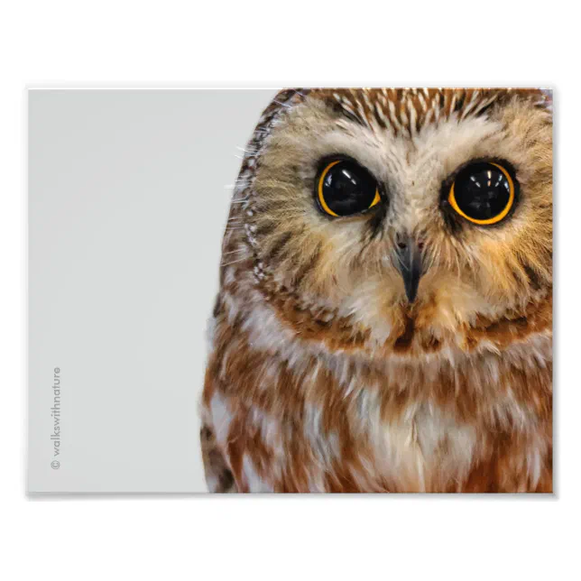 Cute Little Northern Saw Whet Owl Photo Print