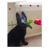 Ain't No Puppy Love with Red Rose Big Valentine