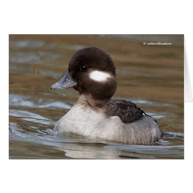 A Bufflehead Duck Swims By