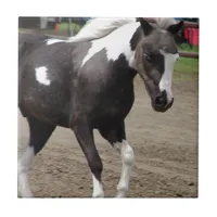 Pinto Mini Horse Ceramic Tile