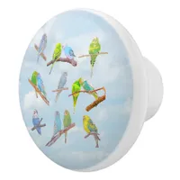 Lots of colorful parakeets - cute little birds    ceramic knob