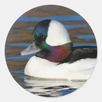 Handsome Bufflehead Duck at the Winter Pond Classic Round Sticker