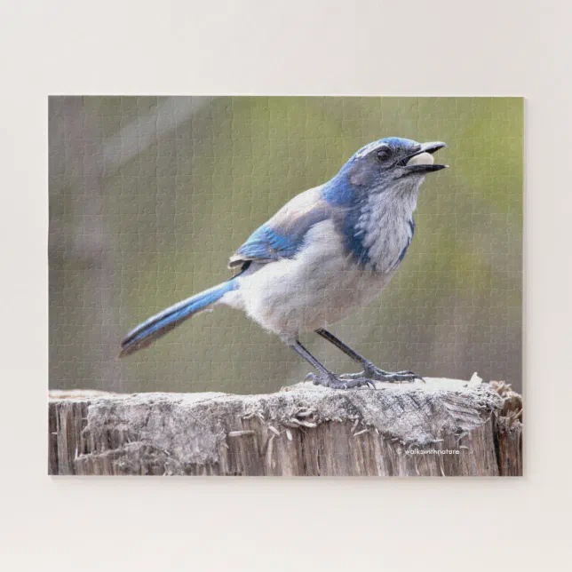 California Scrub Jay Songbird on Treestump Jigsaw Puzzle