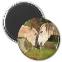 Adorable Cuddling Horses Eating Hay Magnet