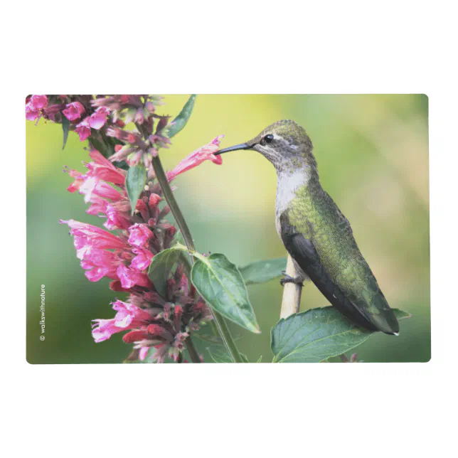 Anna's Hummingbird on the Anise Hyssop Flowers Placemat