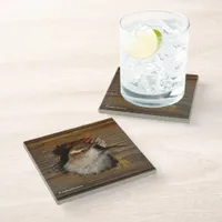 Cute Airbnb Moment Bewick's Wren in Nestbox Glass Coaster