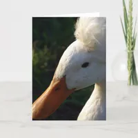 Crested Duck Card