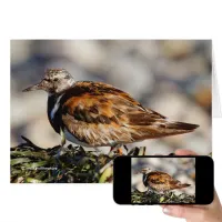 A Showstopping Ruddy Turnstone at the Beach