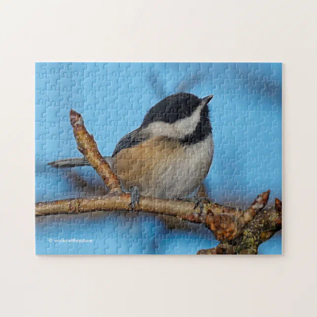 A Black-Capped Chickadee on the Pear Tree Jigsaw Puzzle