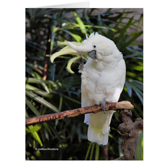 Sulfur-Crested Cockatoo Waves at the Photographer