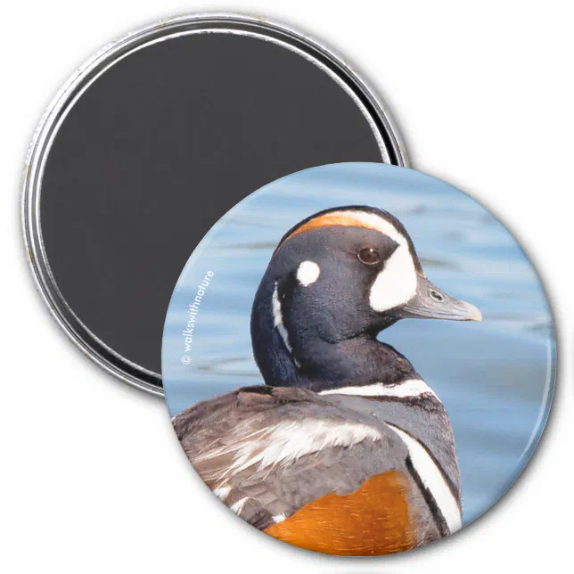 Beautiful Harlequin Duck on the Rock Magnet