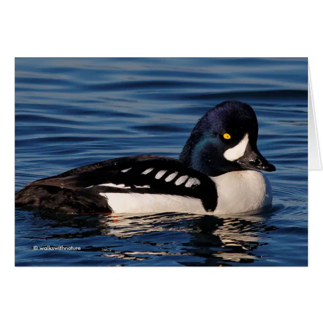 Profile of a Barrow's Goldeneye