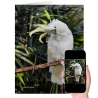 Sulfur-Crested Cockatoo Waves at the Photographer