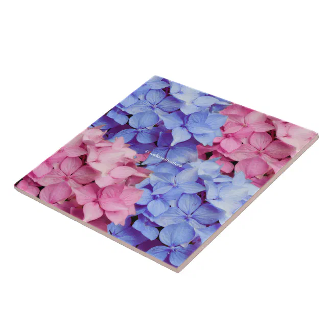 Heavenly Pink and Baby Blue Hydrangeas Ceramic Tile