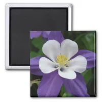 Columbine Purple and White Flower Magnet