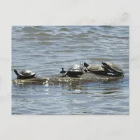 Turtles on a Log on the Mississippi River Photo Postcard