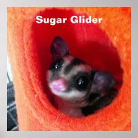 Sugar Glider in Orange Hanging Bed Poster