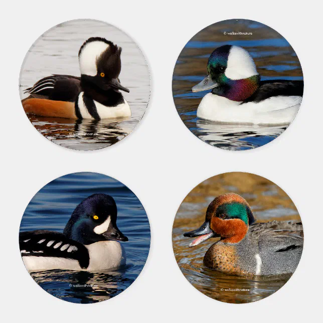 A Stunning Quartet of Colorful Ducks (I) Coaster Set