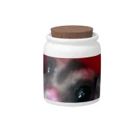 Sugar Glider in Orange Hanging Bed Candy Jar