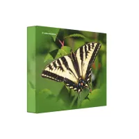 Beautiful Western Tiger Swallowtail Butterfly Canvas Print