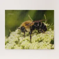 WWN Bumblebee on Flowering Carrot Jigsaw Puzzle