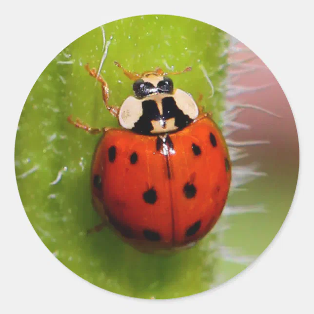 Ladybug on the Sunflower Stalk Classic Round Sticker